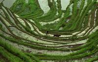 rice terraces in Guizhou